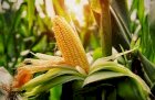 Продам кукурудзу, Тернопільська обл.