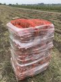Продам моркву