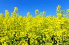 Даймонд Агро Дорого закуповуе РІПАК