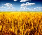 Постійно закуповуемо Пшеніцю Дорого