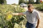 Куплю семочку Соняшника від 200т.+