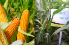 Насіння кукурудзи ВН 63 (Семена кукурузы ВН 63 (ФАО 280) 
