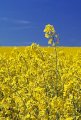 КУПУЮ РІПАК ТА СОНЯШНИК
