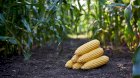 Закупляємо Кукурудзу на постійній основі