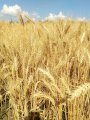 Пшеница озимая Журавка Одеська (элита)