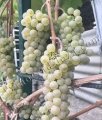Виноград винные сорта