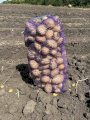 Продам картоплю, Арізона 