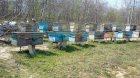 Продам  80 бджолопакетів карпатської породи з 25 квітня 2022