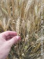 Насіння Пшениці Смуглянка 1 репродукція