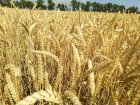 Пшеница озимая Емил (1 репродукция)