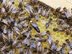 Продам бджолопакети Надвірна
