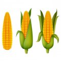 Закупаем кукурузу оптом,по всей Украине