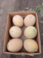 Продам дыню