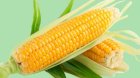 Продам 300т кукурузы в Ромодане Полтавская обл
