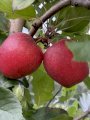 Продамо яблука із власного саду 