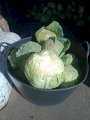 Продаж. Капуста рання