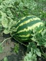 Продам кавун сорта Продюсер 