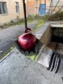 Цибуля синя