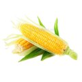 Купуємо кукурудзу. ОПТ.По всіх регіонах України. Висока ціна