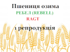 Насіння озимої пшениці Ребел (Rebell) RAGT