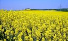 Закупаем Рапс по Винницкой обл