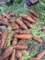 Закупаем молодую морковь 1-2сорта.
