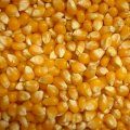 Продам кукурузу фураж на Экспорт