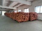 Свіжа цибуля . Сорт Болеро