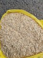 Продам овес світлий 25т