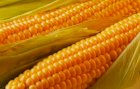Продам високоврожайну кукурудзу Гран 6 ФАО (300)