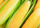 Продам високоврожайну кукурудзу  Амарок ФАО (290)
