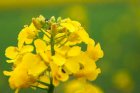 Закупка Ріпака ГМО по всій Україні.Дорого!