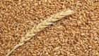Продам зерно ячменя, пшеницы