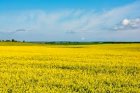 Закуповуємо: Ріпак  Соняшник (насіння соняшнику)