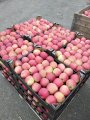 Продам яблука різних сортів. Урожай 2023!!!