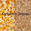 Підприємство закуповує фуражну кукурудзу та пшеницю великими