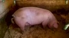 Продам домашніх свиней м"ясної та сальної породи