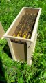 Пчелопакеты Карпатка весна 2022, Днепр 