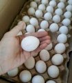 Продам яйцо куриное, C0, C1, C2, мелким оптом с доставкой