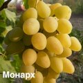 Продам саджанці сортового винограду