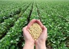 Куплю сою ГМО та без ГМО 