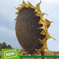  Лайм насіння класичного соняшнику