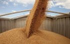 Пшеница 2-3класс. 950 тонн