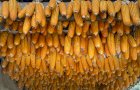 Продам кукурудзу 1200 тонн, Чернігівська обл, Лосинівка