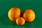Закупаем апельсины оптом