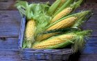 Продам кукурудзу 2000 тонн, Чернігівська область, Ядути