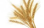 Купуємо пшеничку 2,3,4 клас!!!
