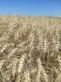 Пшеница озимая Катруся Одеская лидер в засухе 