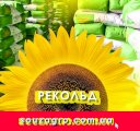 Насіння соняшника Рекольд, фр. Екстра, урожай - 2024