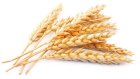 Купуємо пшеницю. ОПТ. Самовивіз по всій Україні. 